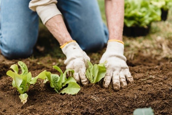 La importancia de los ingredientes locales en la gastronomía